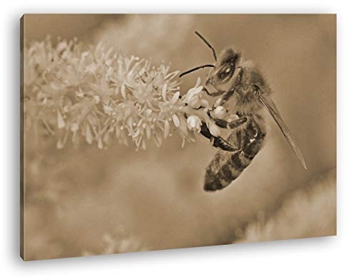 deyoli Bienenkönigin Format: 120x80 Effekt: Sepia als Leinwandbild, Motiv fertig gerahmt auf Echtholzrahmen, Hochwertiger Digitaldruck mit Rahmen, Kein Poster oder Plakat