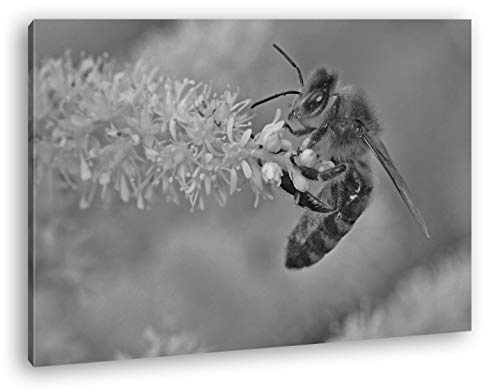 deyoli Bienenkönigin Format: 120x80 Effekt: Schwarz&Weiß als Leinwandbild, Motiv fertig gerahmt auf Echtholzrahmen, Hochwertiger Digitaldruck mit Rahmen, Kein Poster oder Plakat