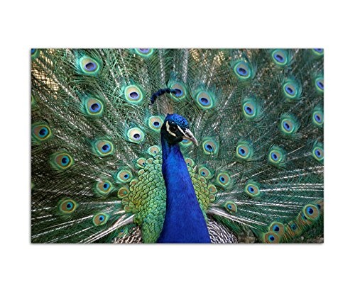 120x80cm - Fotodruck auf Leinwand und Rahmen Pfau Federn bunt Vogel - Leinwandbild auf Keilrahmen modern stilvoll - Bilder und Dekoration
