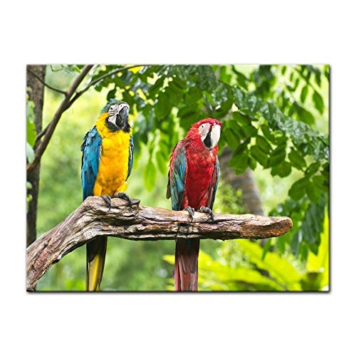 Wandbild - Macaw Papageien - Bild auf Leinwand - 70x50 cm einteilig - Leinwandbilder - Tierwelten - Tropen - Sittich - Bunte Vögel auf Einem AST
