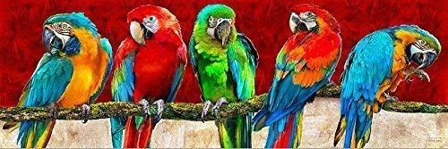 Keilrahmen-Bild - Michael Tarin: Parrot Art Red...