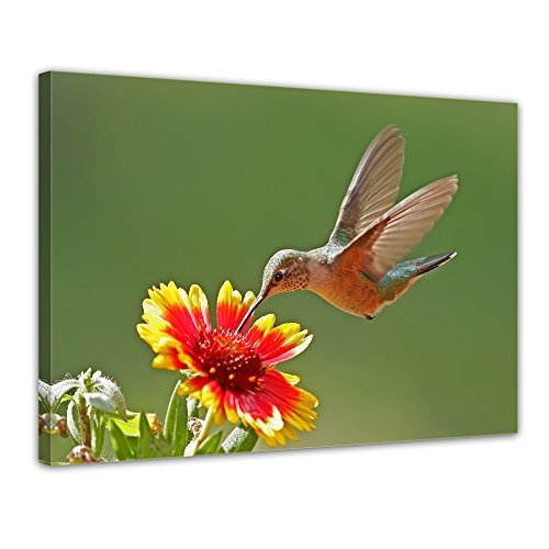 Wandbild - Kolibri - Bild auf Leinwand - 80x60 cm einteilig - Leinwandbilder - Tierwelten - Vogel - Kolibri im Schwirrflug