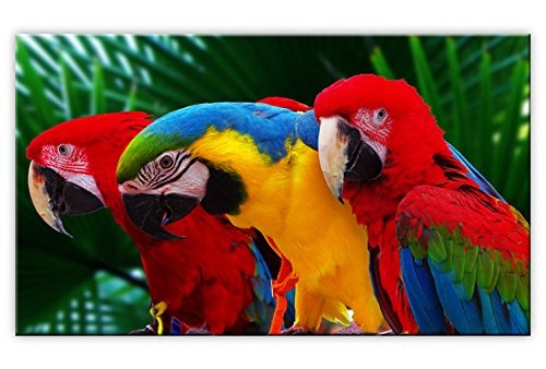 Kunstlab Bilder Ara Papageien Rot Geld Blau Leinwandbild Tiere Bild auf Leinwand Vogel Wandbild - 120x70 cm 1-Teilig