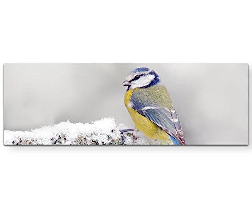 Paul Sinus Art Leinwandbilder | Bilder Leinwand 120x40cm Blau/Gelber Vogel im Winter