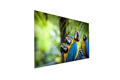 deinebilder24 Leinwandbild - 80 x 120 cm - Papagei Ara Vogel