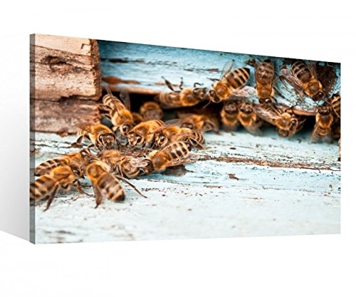 Leinwand 1Tlg XXL Bienen Bienenstock Biene Honig Tier Leinwandbild Bilder Wandbild Holz direkt vom Hersteller 9P010, XL 1Tlg BxH:60cmx40cm