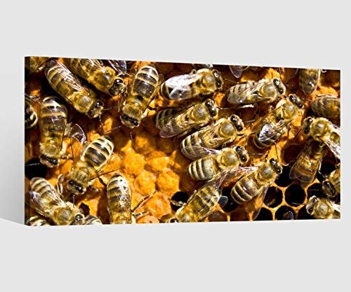 Leinwandbild Biene Bienen Honig Bienenstock Schwarm...