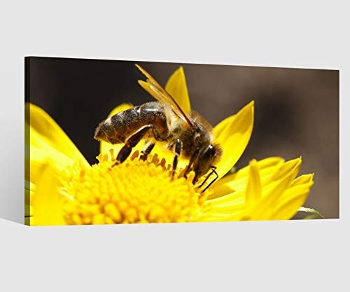 Leinwandbild gelbe Blume Blumen Biene Insekt Leinwand Bild Bilder Tierwelt Wandbild Holz Leinwandbilder Kunstdruck vom Hersteller 9AB773, Leinwand Größe 1:80x40cm