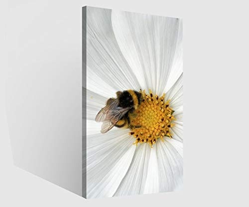 Leinwandbilder 1Tlg Biene Blume weiß Margerite...