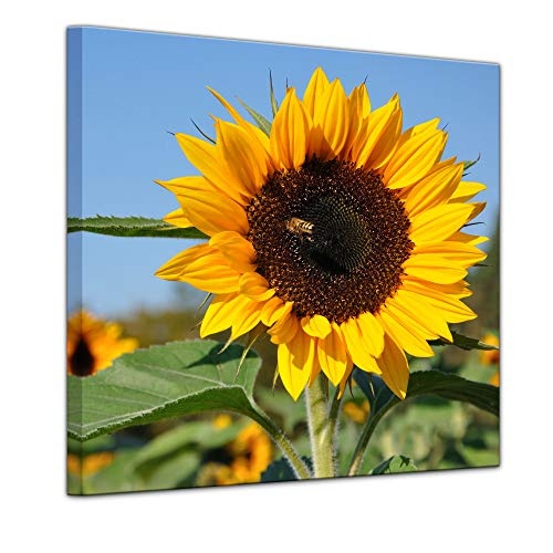 Wandbild - Sonnenblume mit Biene - Bild auf Leinwand - 60 x 60 cm - Leinwandbilder - Bilder als Leinwanddruck - Pflanzen & Blumen - Natur - gelbe Sonnenblumen