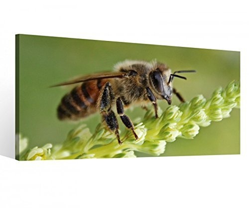 Leinwandbild 1 Tlg Biene grüner Stängel Insekt Leinwand Bild Bilder Holz gerahmt 9U1507, 1 Tlg BxH:80x40cm