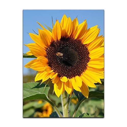 Wandbild - Sonnenblume mit Biene - Bild auf Leinwand - 50...