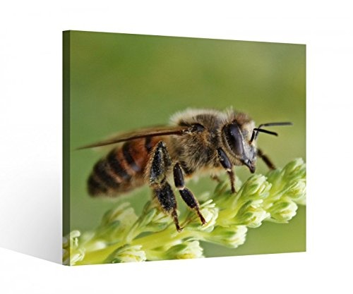Leinwandbild 1Tlg Biene grüner Stängel Insekt Leinwand Leinwandbilder Bild Bilder Holz gerahmt 9U1803, BxH Format:40x40cm