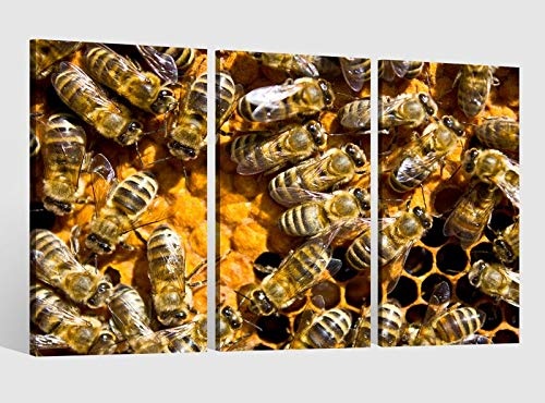 Leinwandbild 3 tlg Biene Honig Bienenstock Schwarm Bild Leinwand Leinwandbilder Tierwelt Wandbild Kunstdruck 9AB1751, 3 tlg BxH:90x60cm (3Stk 30x 60cm)