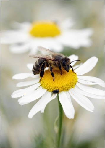 Posterlounge Leinwandbild 90 x 130 cm: Biene auf der...