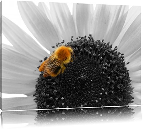 süße Biene auf großer Sonnenblume schwarz/weiß auf Leinwand, XXL riesige Bilder fertig gerahmt mit Keilrahmen, Kunstdruck auf Wandbild mit Rahmen, günstiger als Gemälde oder Ölbild, kein Poster oder Plakat
