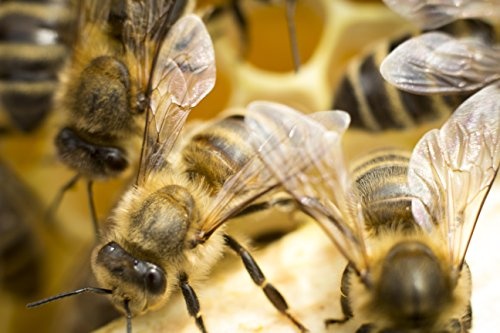 Poster Biene Honig Insekt Bienen Wandbild - Premium (60x40 cm, versch. Größen) - 190g Premium-Papierdruck - ? Garantierte Top-Qualität