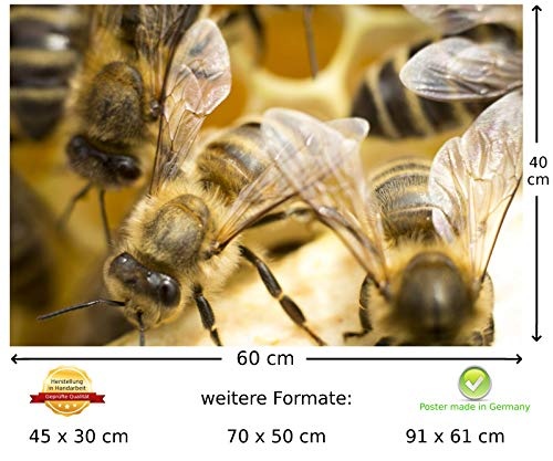 Poster Biene Honig Insekt Bienen Wandbild - Premium (60x40 cm, versch. Größen) - 190g Premium-Papierdruck - ? Garantierte Top-Qualität