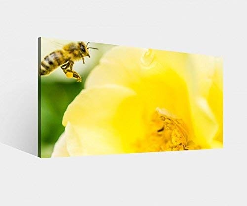 Leinwandbild Biene Bienen Rose gelb Blume Blumen Natur Leinwand Bild Bilder Wandbild Holz Leinwandbilder vom Hersteller 9W839, Leinwand Größe 1:80x40cm