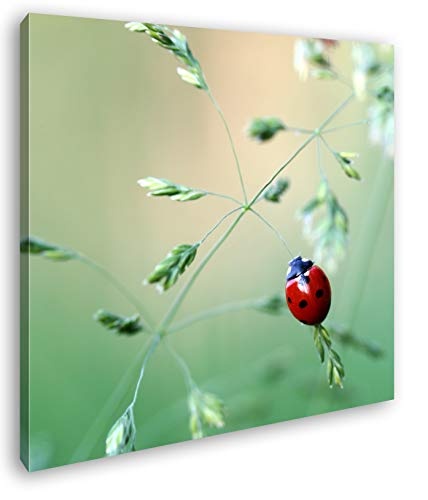 deyoli Kleiner roter Marienkäfer Format: 40x40 als Leinwandbild, Motiv fertig gerahmt auf Echtholzrahmen, Hochwertiger Digitaldruck mit Rahmen, Kein Poster oder Plakat