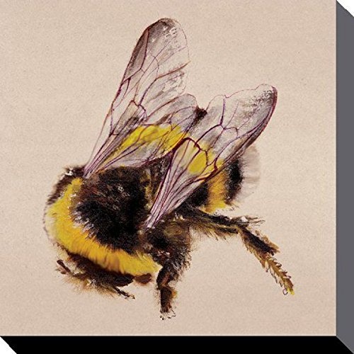 1art1 86107 Tiere - Biene, Lily Greenwood Poster Leinwandbild Auf Keilrahmen 30 x 30 cm