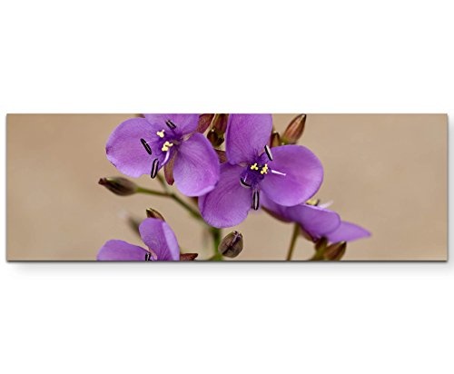 Paul Sinus Art Leinwandbilder | Bilder Leinwand 120x40cm Australische Wildblume mit Biene – Nahaufnahme