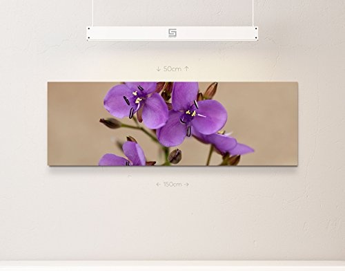 Paul Sinus Art Leinwandbilder | Bilder Leinwand 120x40cm Australische Wildblume mit Biene – Nahaufnahme