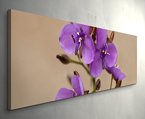 Paul Sinus Art Leinwandbilder | Bilder Leinwand 120x40cm Australische Wildblume mit Biene – Nahaufnahme