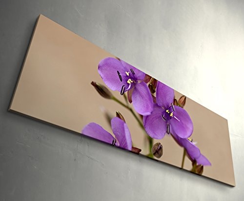 Paul Sinus Art Leinwandbilder | Bilder Leinwand 120x40cm Australische Wildblume mit Biene – Nahaufnahme