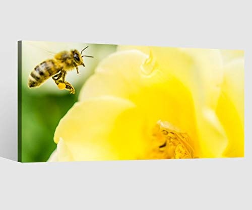 Leinwandbild 1tlg Biene Bienen Rose gelb Blume Blumen Natur Leinwand Bilder Wandbild Leinwandbilder Wohnzimmer gerahmt 9CB569, Leinwand Größe 1:40x20cm