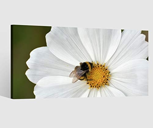 Leinwandbild 1tlg Biene Blume weiß Margerite Blumen Garten Leinwand Bilder Wandbild Leinwandbilder Wohnzimmer gerahmt 9CB570, Leinwand Größe 1:80x40cm