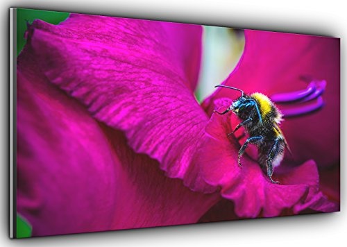 Canvas35 Leinwandbild, Motiv Biene auf rosa Blume, aufhängfertig, 139,7 x 61 cm