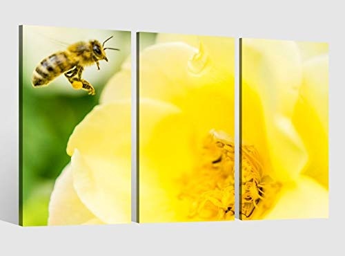 Leinwandbild 3 tlg Biene Bienen Rose gelb Blume Blumen Natur Bilder Leinwand Wohnzimmer Leinwandbilder fertig gerahmt 9CB249, 3 tlg BxH:90x60cm (3Stk 30x 60cm)