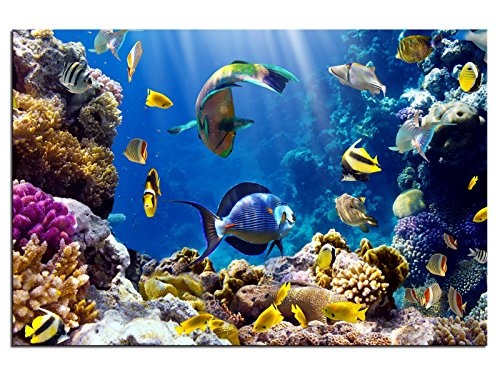 kunst-discounter Bild Leinwandbilder Canvas Tropische Fische Aquarium Designbild A05398 90 x 60 cm