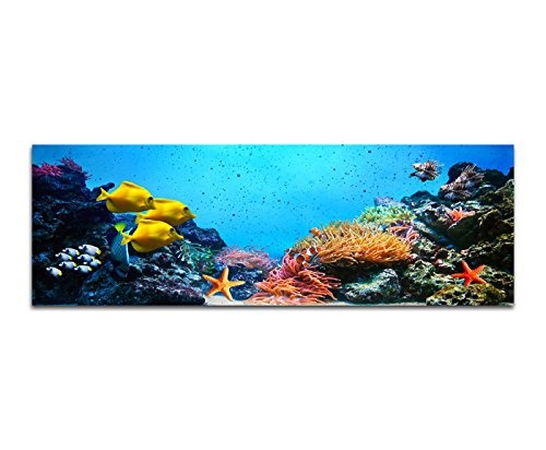 Sinus Art Wandbild 150x50cm Korallenriff Unterwasser Fische Seesterne