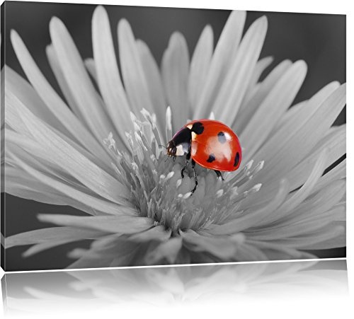 rot leuchtender Marienkäfer auf Blüte schwarz/weiß Format: 80x60 auf Leinwand, XXL riesige Bilder fertig gerahmt mit Keilrahmen, Kunstdruck auf Wandbild mit Rahmen, günstiger als Gemälde oder Ölbild, kein Poster oder Plakat