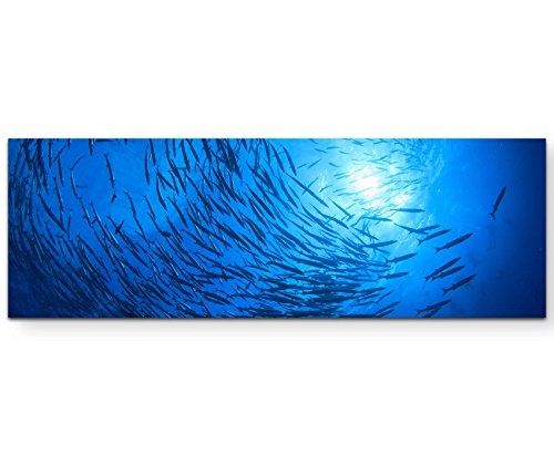 Paul Sinus Art Leinwandbilder | Bilder Leinwand 150x50cm Barracuda Fische