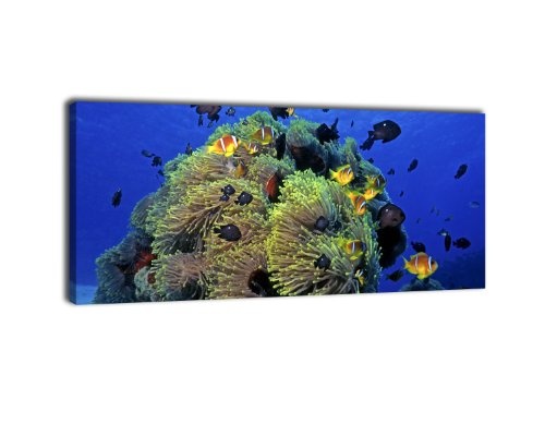 Leinwandbild Panorama Nr. 76 Unterwasserwelt 100x40cm, Keilrahmenbild, Bild auf Leinwand, Kunstdruck Riff Fische Koralle