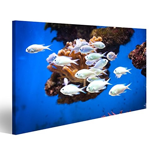 islandburner Bild auf Leinwand Wandbild Leinwandbild Bilder Poster Fisch Schwarm im Ozeanographischen Museum in Monaco Wandbild, Poster, Leinwandbild