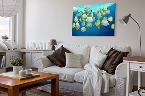 Paul Sinus Art Leinwandbilder | Bilder Leinwand 120x80cm Schwarm von Bunten Tropischen Fischen