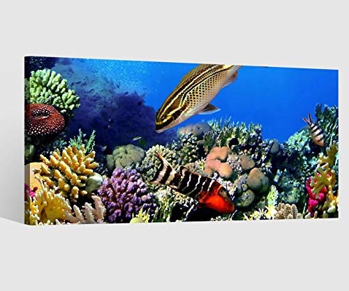 Leinwandbild Fische Korallen Kat6 Riff Ozean Meer Unterwasser Leinwand Bild Bilder Tierwelt Wandbild Holz Leinwandbilder Kunstdruck vom Hersteller 9AB767, Leinwand Größe 1:60x30cm