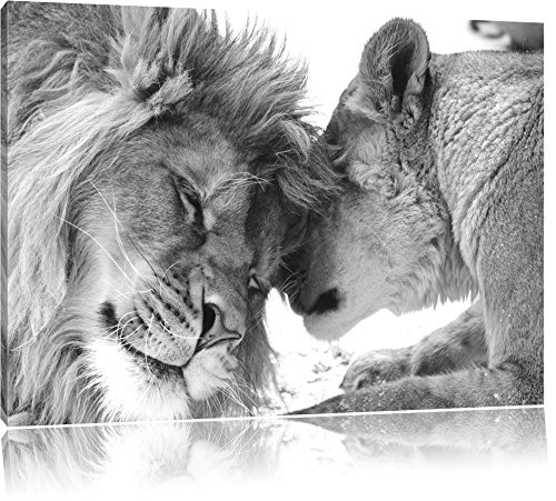 Bezauberndes kuschelndes Löwenpaar...