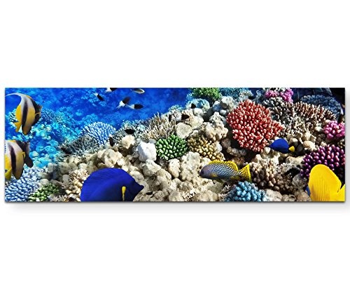Paul Sinus Art Leinwandbilder | Bilder Leinwand 120x40cm Korallenriff mit Fischen im Roten Meer