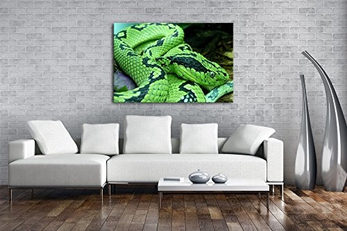 deyoli Grüne Schlange Format: 60x40 als Leinwandbild, Motiv fertig gerahmt auf Echtholzrahmen, Hochwertiger Digitaldruck mit Rahmen, Kein Poster oder Plakat