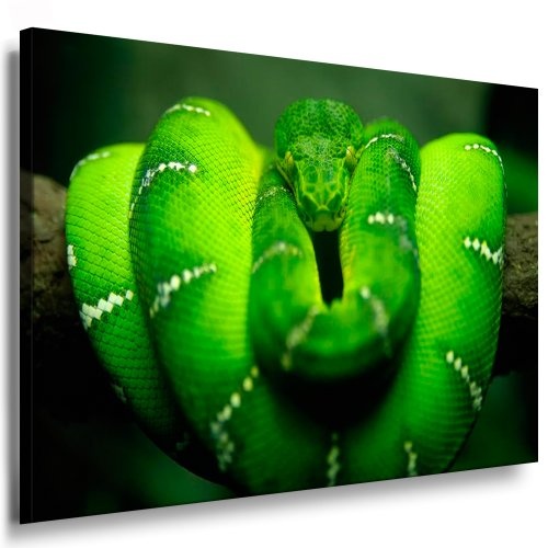 Bilder Kunstdrucke / Boikal / Bild mit Keilrahmen Grüne Schlange 100x70 cm xxl.329