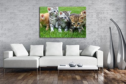 niedliche Katzenbabys auf der Wiese im Format: 80x60 als Leinwandbild, Motiv fertig gerahmt auf Echtholzrahmen, Hochwertiger Digitaldruck mit Rahmen, Kein Poster oder Plakat