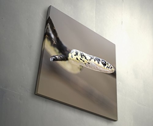 Paul Sinus Art Leinwandbilder | Bilder Leinwand 60x60cm Schlange – Nahaufnahme