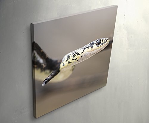 Paul Sinus Art Leinwandbilder | Bilder Leinwand 60x60cm Schlange – Nahaufnahme