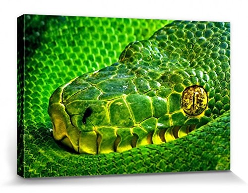 1art1 110251 Schlangen - Grüngelbe Palmlanzenotter, Bothriechis Lateralis II Poster Leinwandbild Auf Keilrahmen 30 x 20 cm