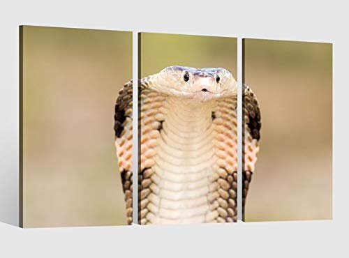 Leinwandbild 3 tlg Kobra Schlange giftig Augen Tier...
